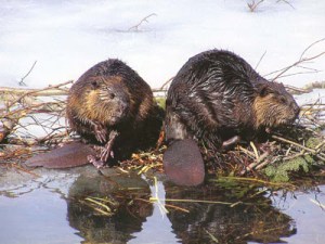 beavers3