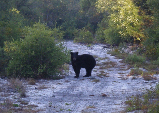 bear on trail