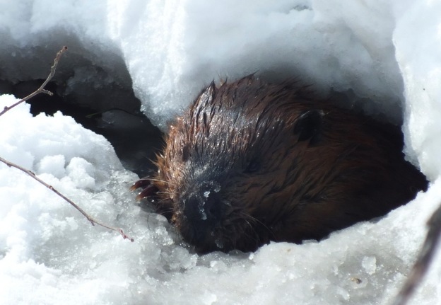 beaver-in-icy-water